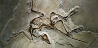 Did evolution unfold steadily, or in fits and starts?