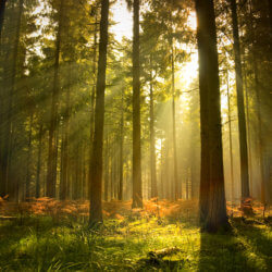 AdobeStock