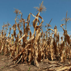 Kansas Drought Corn