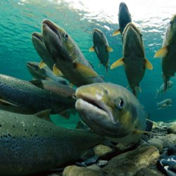 Spawning Atlantic Salmon