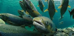 Spawning Atlantic Salmon