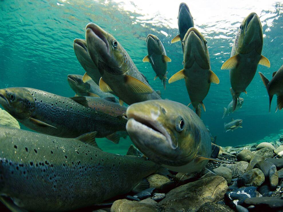 Viewpoint: Fast-growing GMO salmon poised to hit US stores in 2020, but why did it take 30 years?