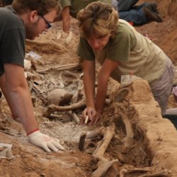 fossils