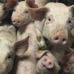 hogs