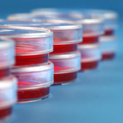 immuno