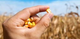 maize hand corn