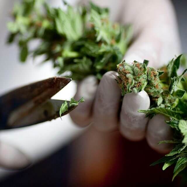 medical marijuana e