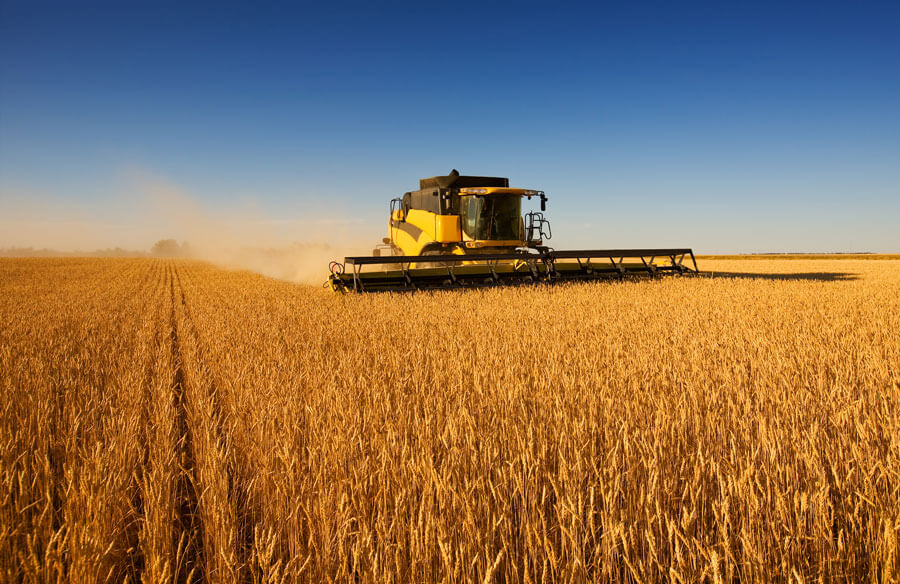 wheat field
