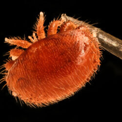 honey bee with varroa mite