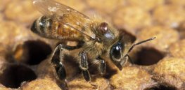 honey bee with varroa mite