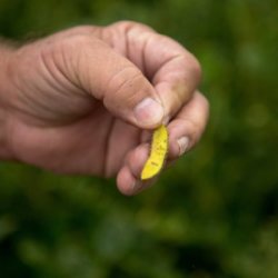 MONSANTO articleLarge
