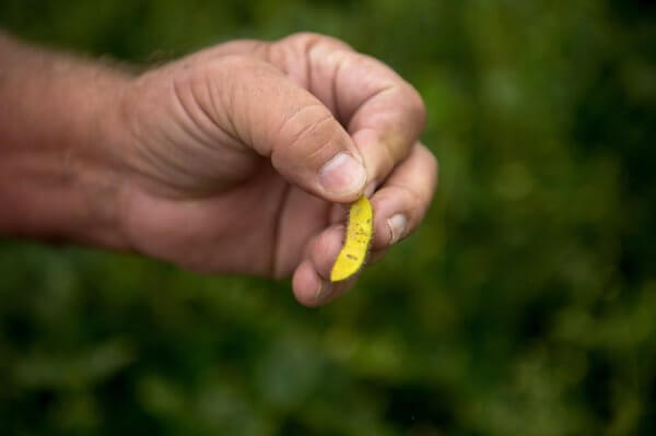 MONSANTO articleLarge