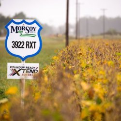 MONSANTO master