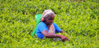 Opposition to Sri Lanka's glyphosate ban grows as tea farmers turn to alternate pesticides