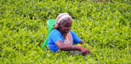 Opposition to Sri Lanka's glyphosate ban grows as tea farmers turn to alternate pesticides