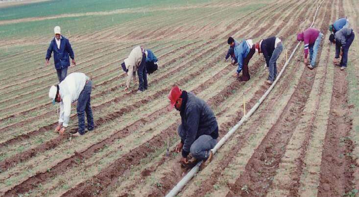 hand weeding in california