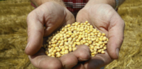 Viewpoint: Farmers not trapped into annually buying patented GMO seeds
