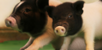 GMO ‘virus-free’ pigs stir debate about 'pushing limits' of genetic research