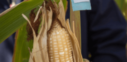 Mozambique harvests first GMO corn field trial