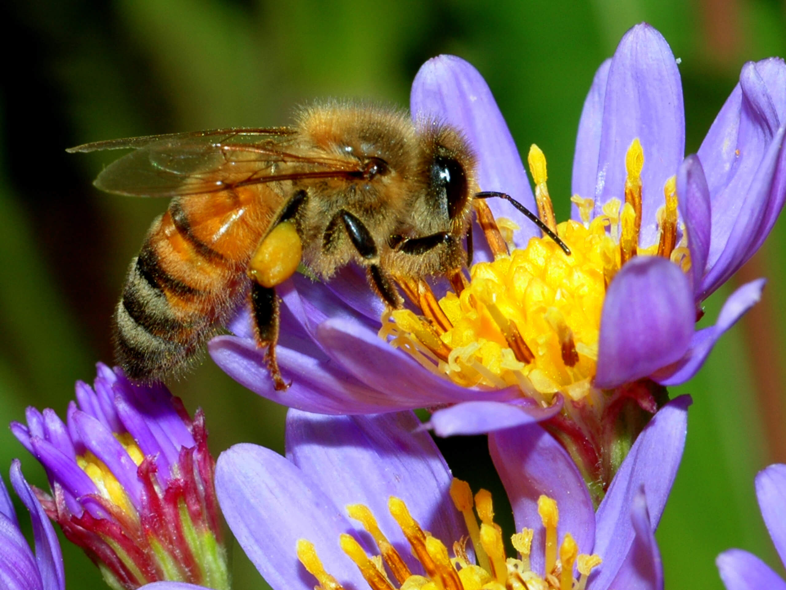 1 Honey Bee 001 