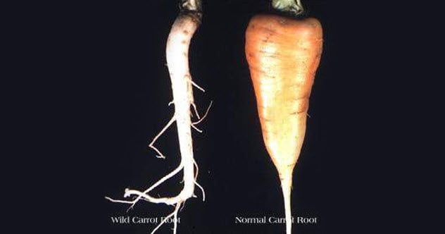 a white vs orange carrot