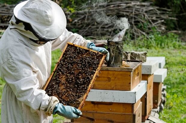 How 'pollinator entrepreneurs' helped stave off 'beepocalypse'