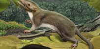 Rodent-like creature may be our earliest ancestor
