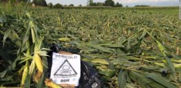 gmo horizontal large gallery
