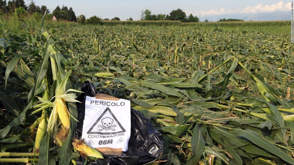gmo horizontal large gallery