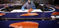 28-years in development, GMO salmon now on sale in Canada--while US caught in labeling battle