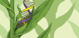 Viewpoint: Will Europe botch regulation of gene editing as it has GMOs?
