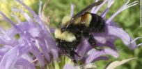 rusty patched bumble bee exlarge