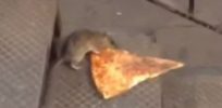 New York City rat taking pizza home on t e