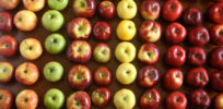 best apples for pie reupload kenji