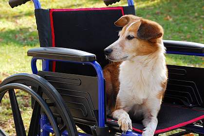 dystrophy