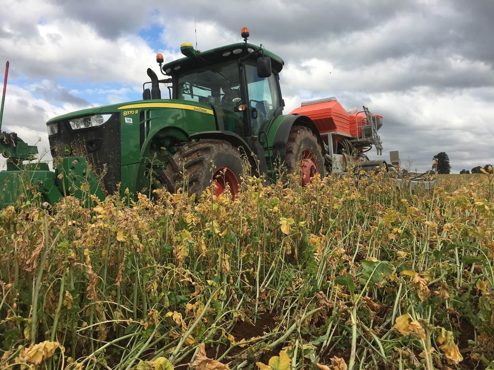 Cross Slot in Radish