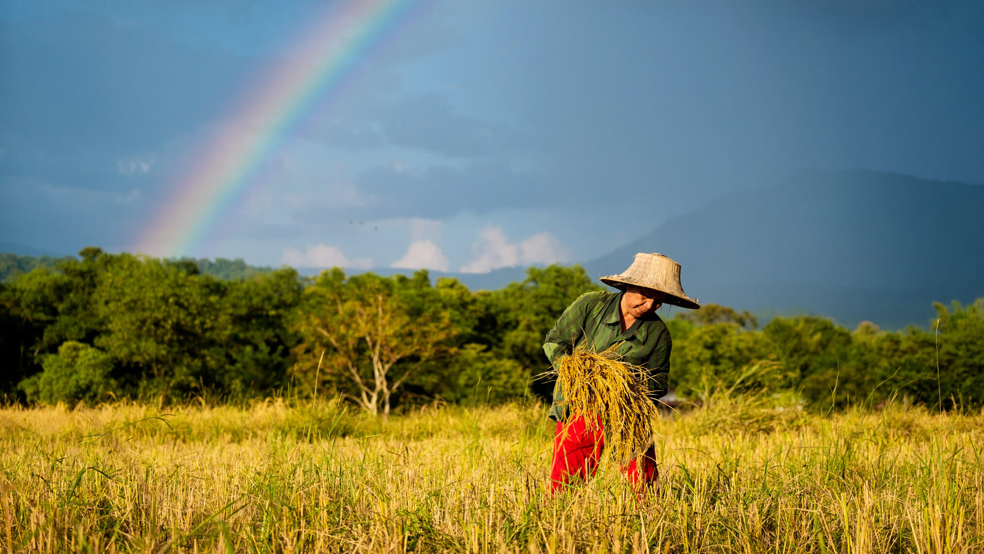 X T Rice Harvest