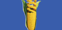 gmo corn w h x