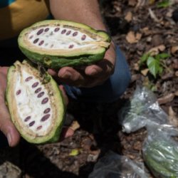 SCI CACAO master