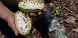 SCI CACAO master
