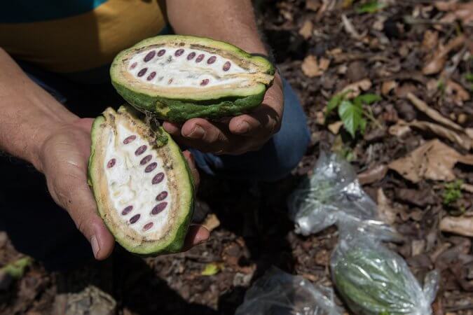 SCI CACAO master