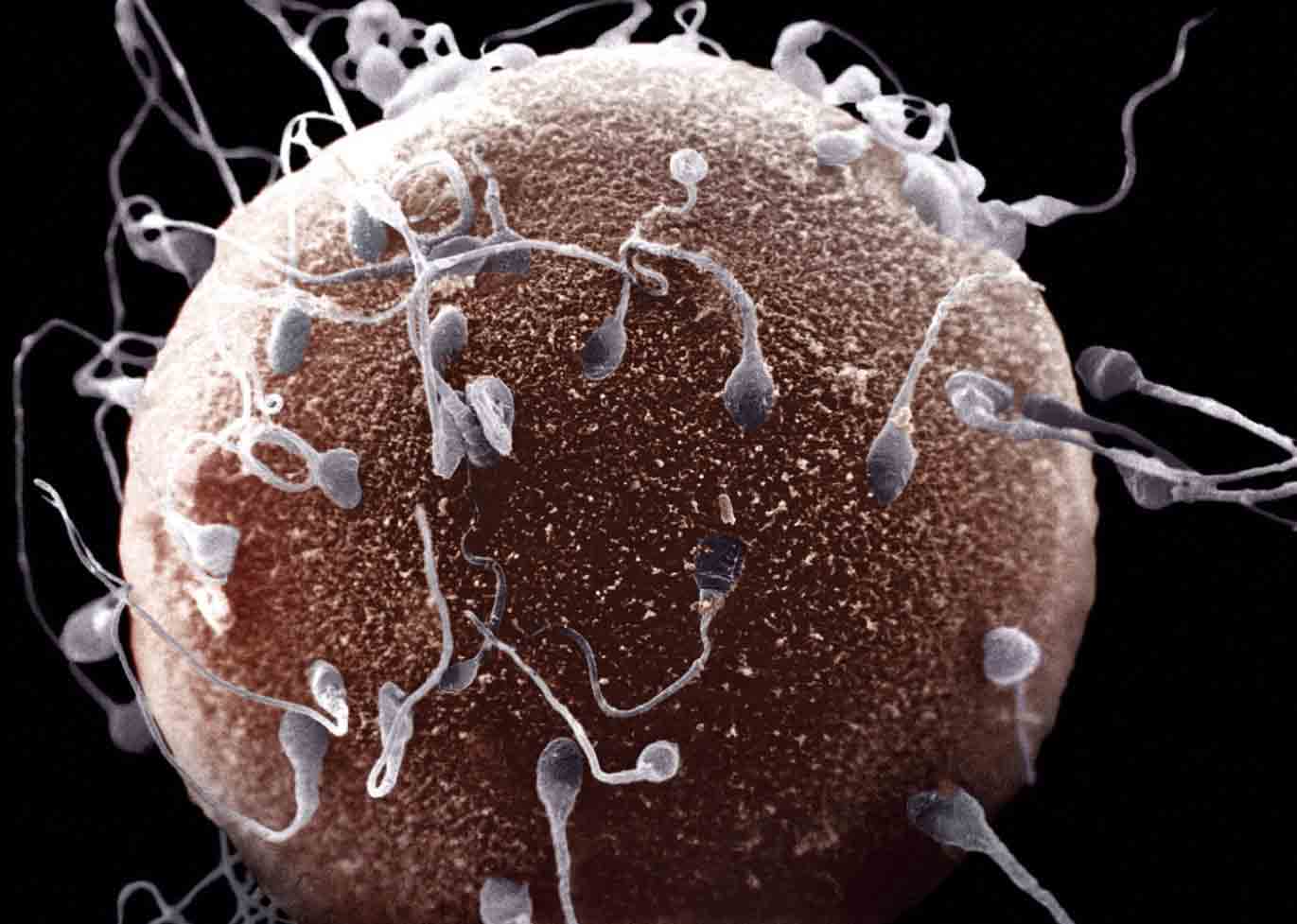 Challenging Mendel Does The Female Egg Woo Sperm With Specific Genes
