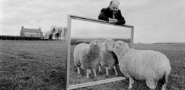Sheep can identify faces in photos—and that may help us understand Huntington’s disease