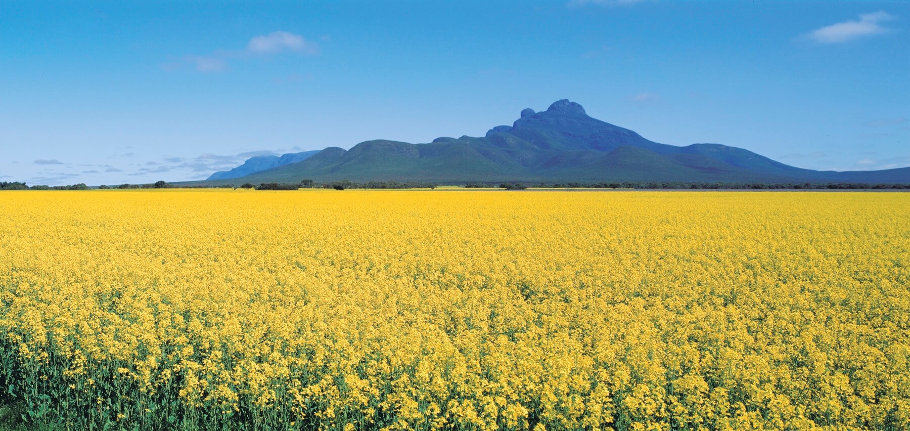Canola Stirling range