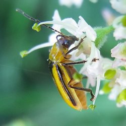 px Diabrotica virgifera side