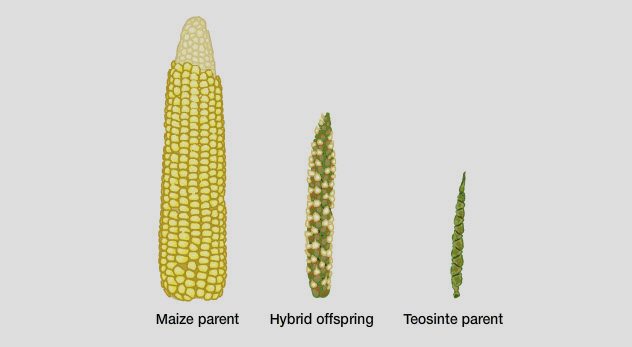 a evolution of maize