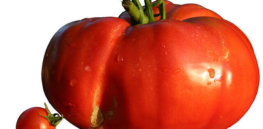 px Diversit taille tomates