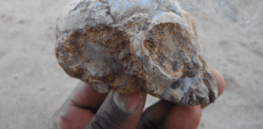 A newly discovered baby skull a bebbd dd bd e f fd d cc