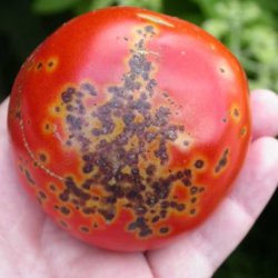 Bacterial spots