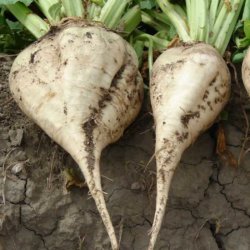 BuckLunchSugarBeet